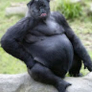 Meet your Posher, Quốc lâm